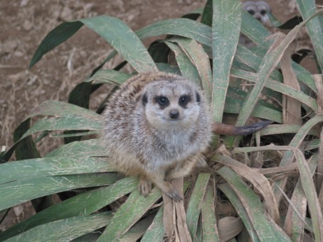 meerkat at the zoo